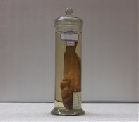 藏品(青瞻星魚)的圖片